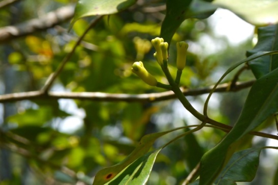 Young flower buds on a clove tree (Syzygium aromaticum).